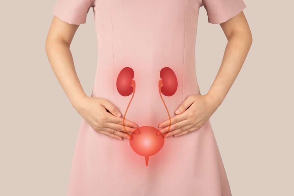 Illustration of the human urinary system showing the kidneys, ureters, and bladder on a person, representing common causes of frequent urination.